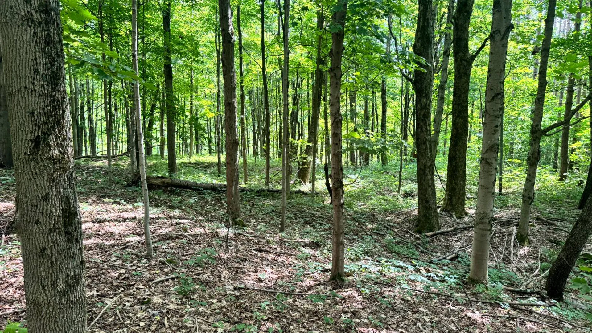 Property at 1.5 Wart Rd., Orwell, NY 13426 6
