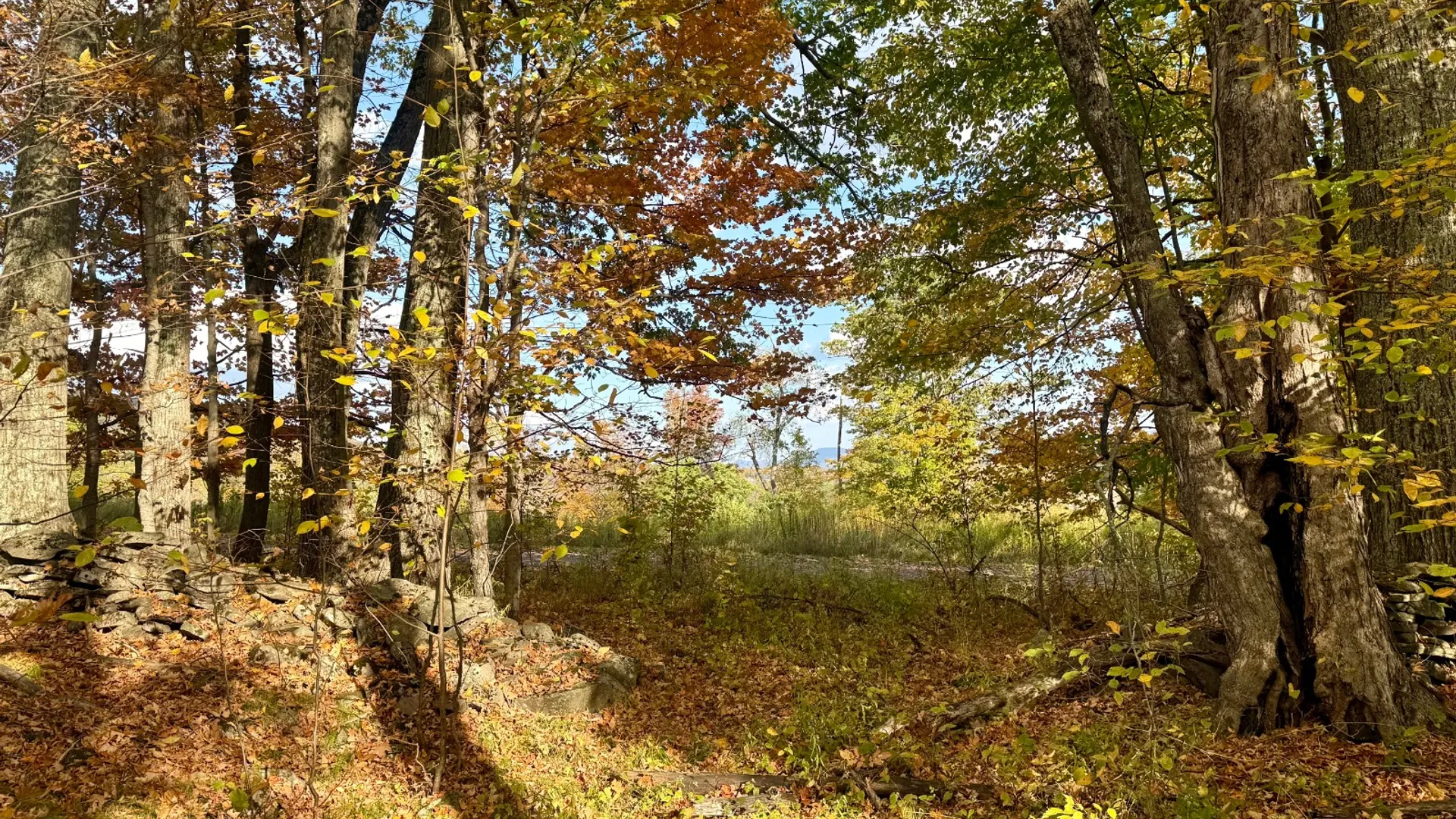 Property at 0 Bruce Cross Rd, Lexington, NY 12468 23