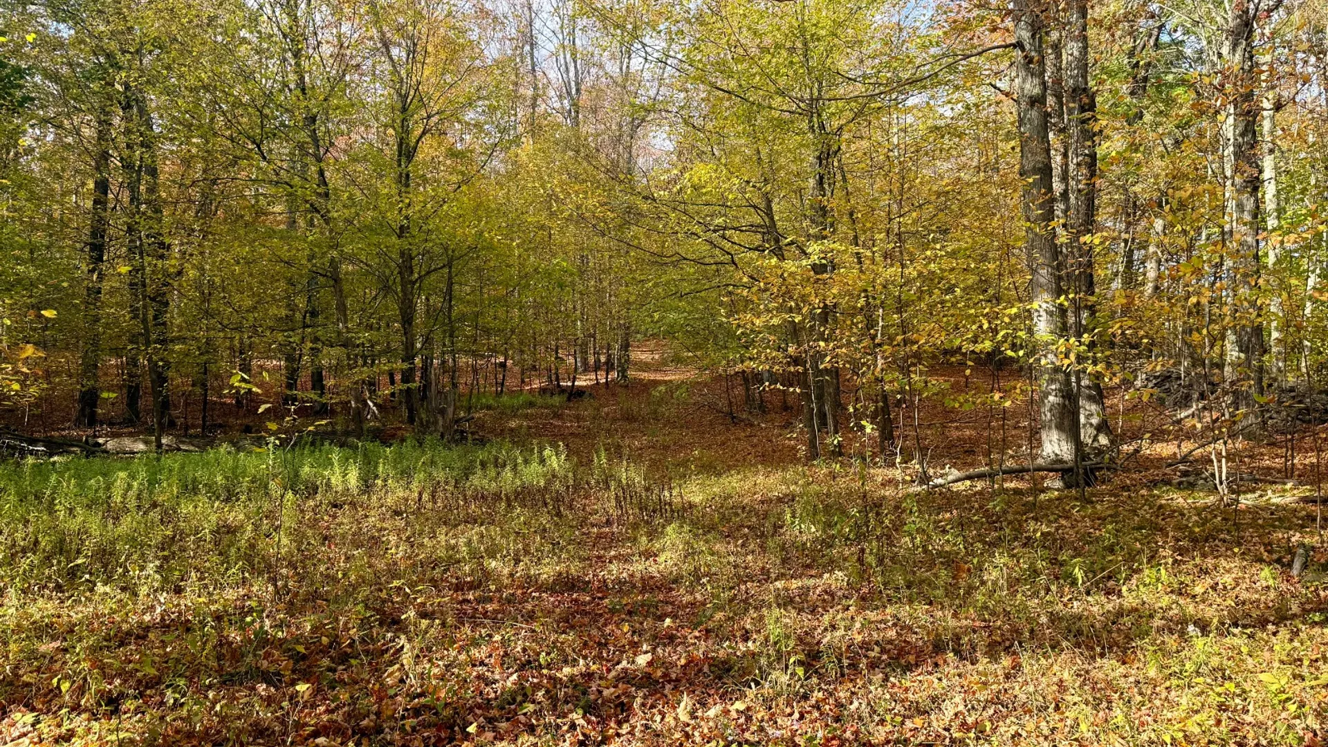 Property at 0 Bruce Cross Rd, Lexington, NY 12468 24