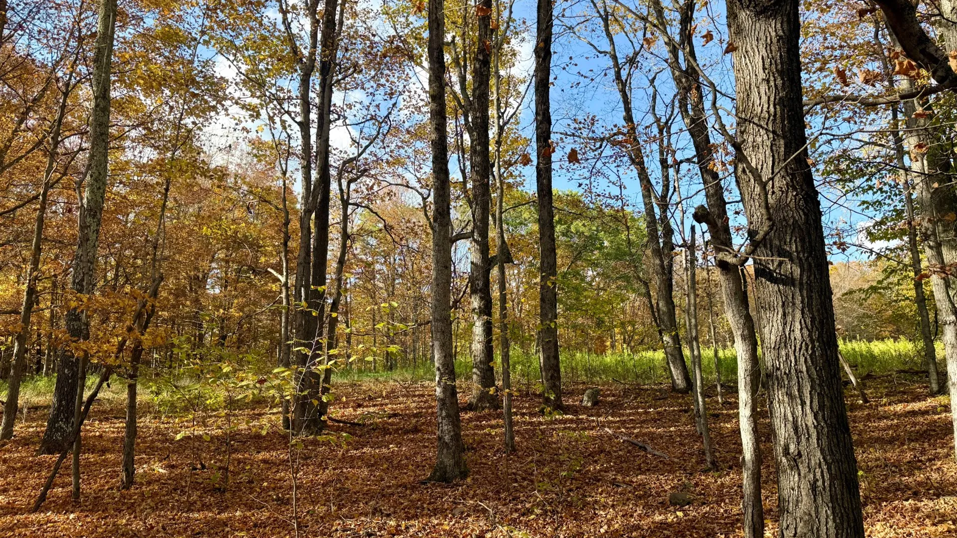 Property at 0 Bruce Cross Rd, Lexington, NY 12468 38
