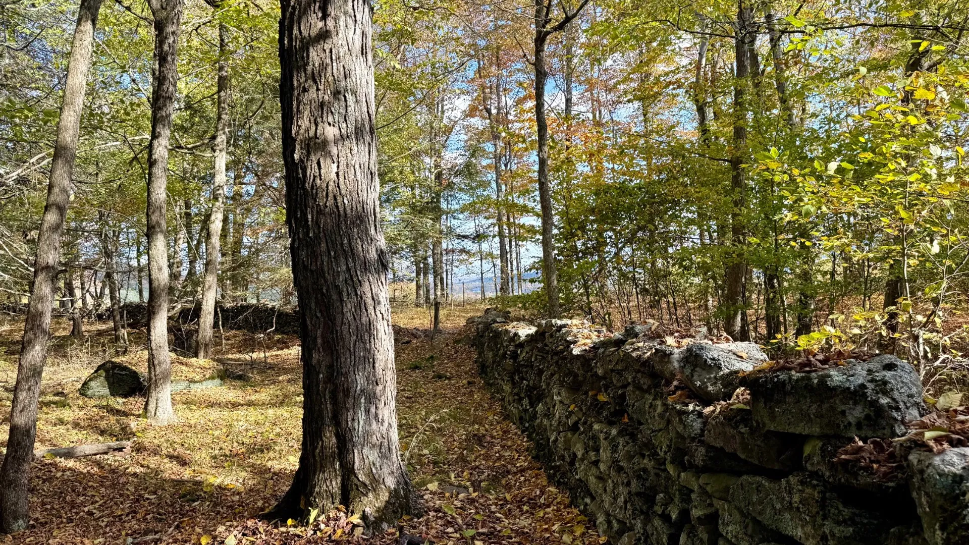 Property at 0 Bruce Cross Rd, Lexington, NY 12468 40