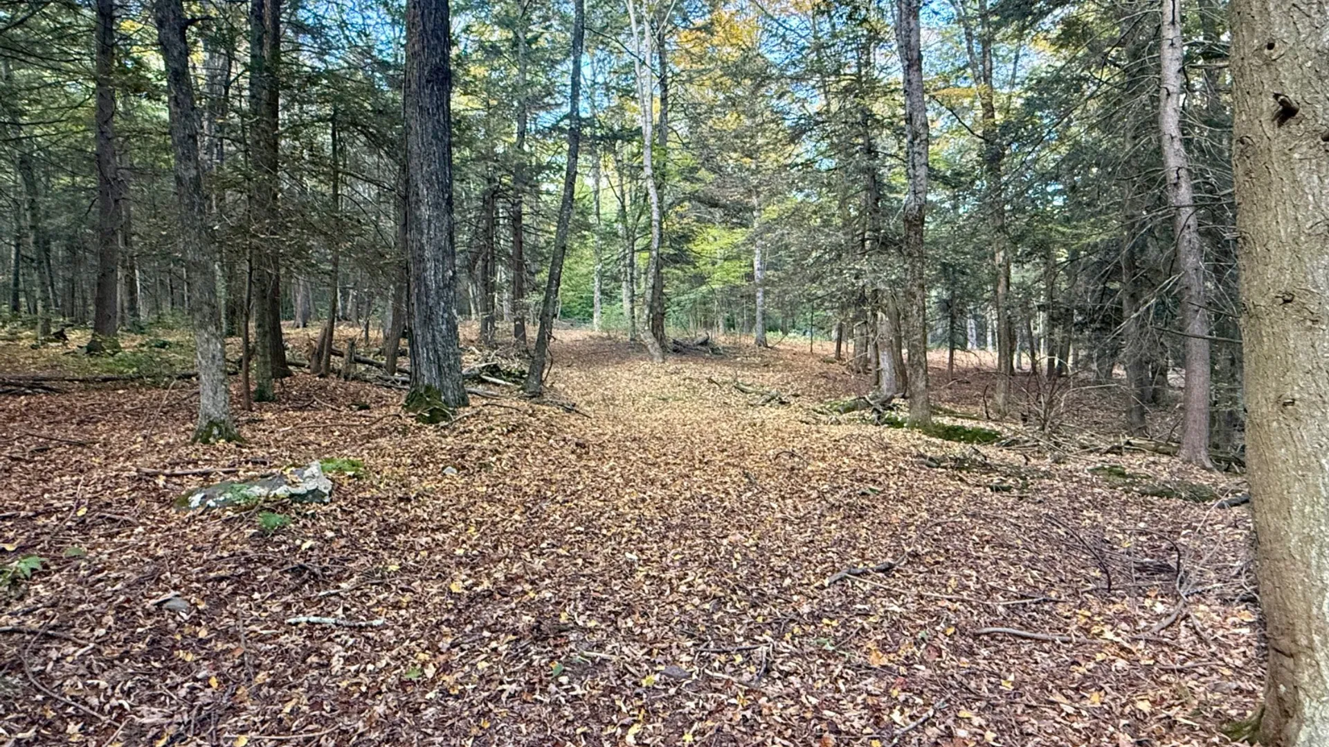 Property at 0 Bruce Cross Rd, Lexington, NY 12468 42