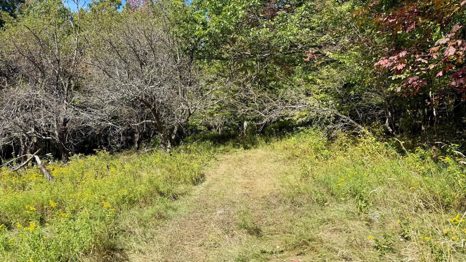 Property at 393 B G Partridge Rd, Windham, NY 12496 37