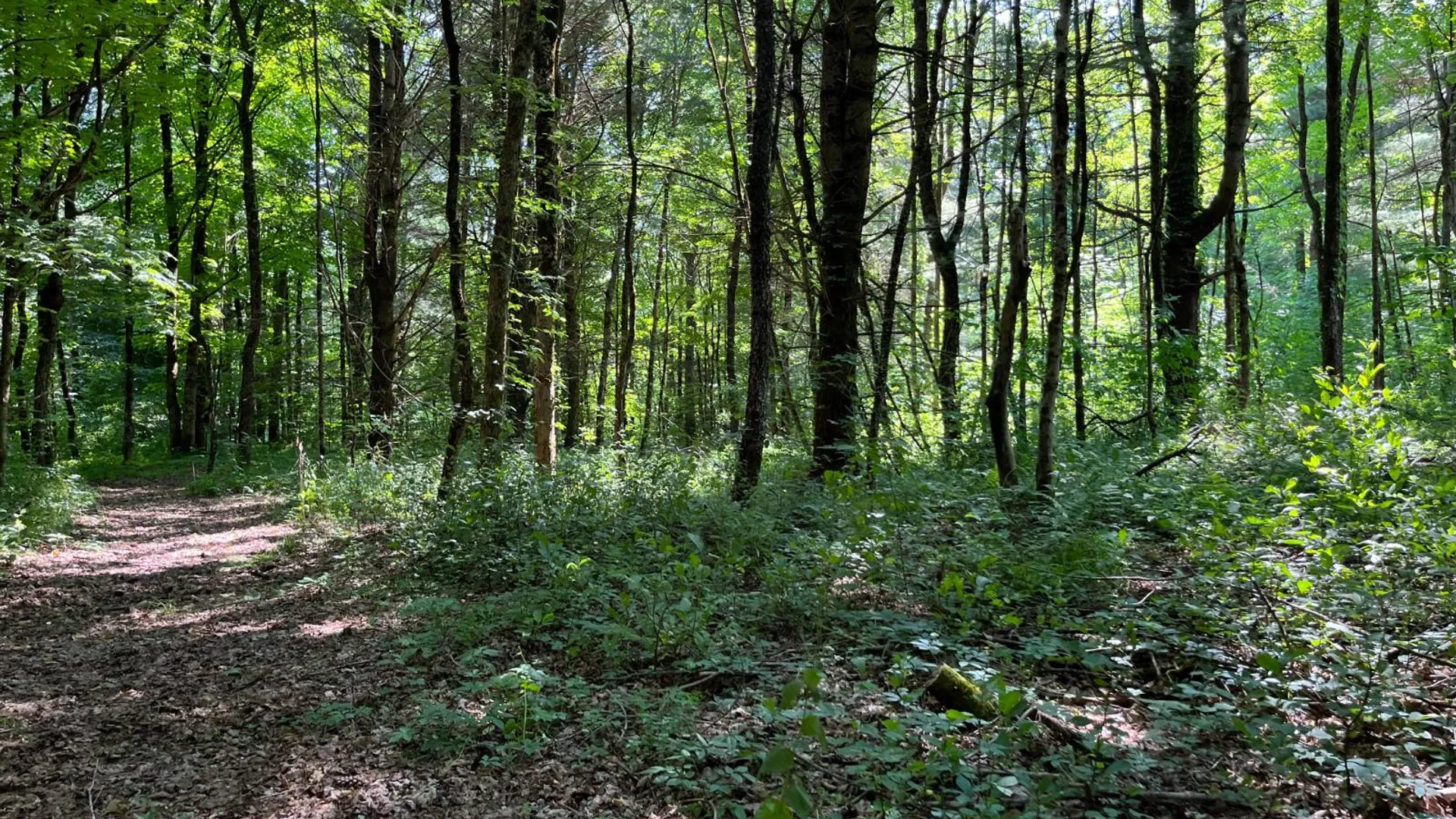 Property at 357 Cable Rd, Williamstown, NY 13493 50