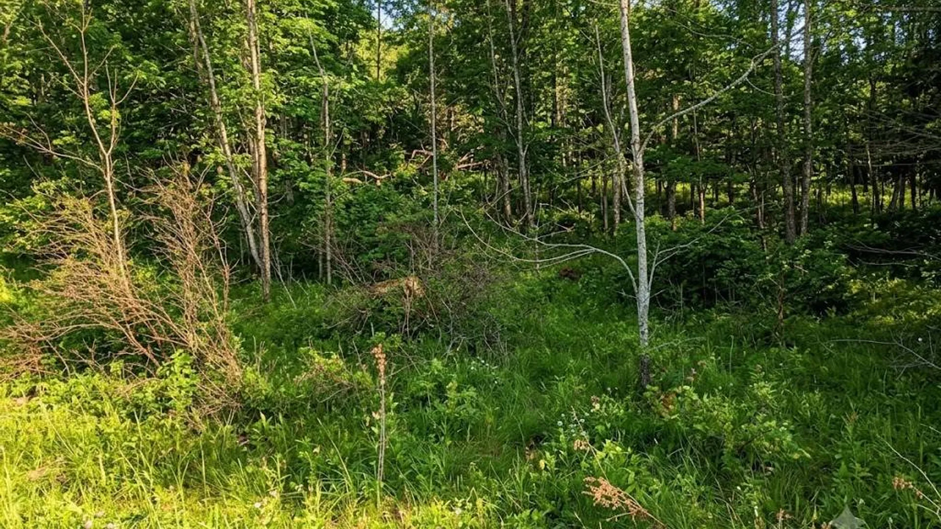 Property at L46.111 Panarama Ln, Windham, NY 12496 2