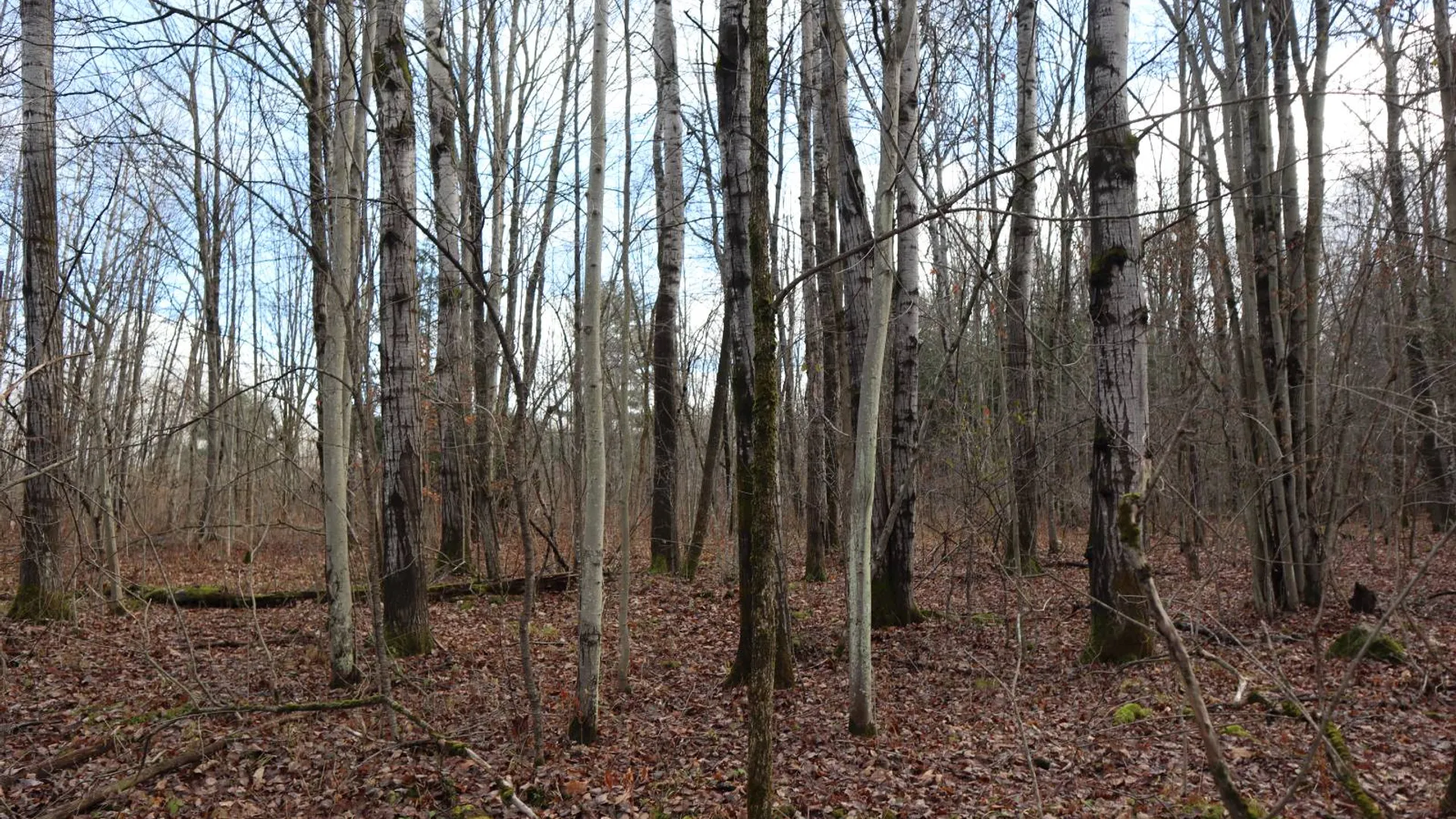 Property at 1488 Sthwy 162, Sprakers, NY 12166 12
