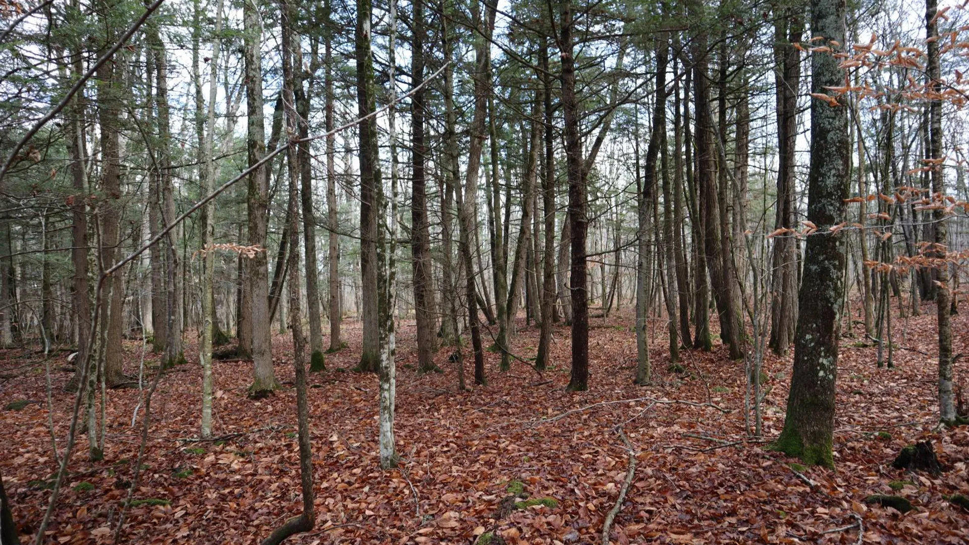 Property at 1488 Sthwy 162, Sprakers, NY 12166 13