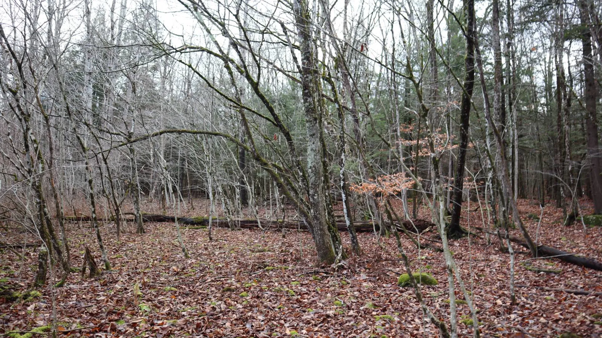 Property at 1488 Sthwy 162, Sprakers, NY 12166 14