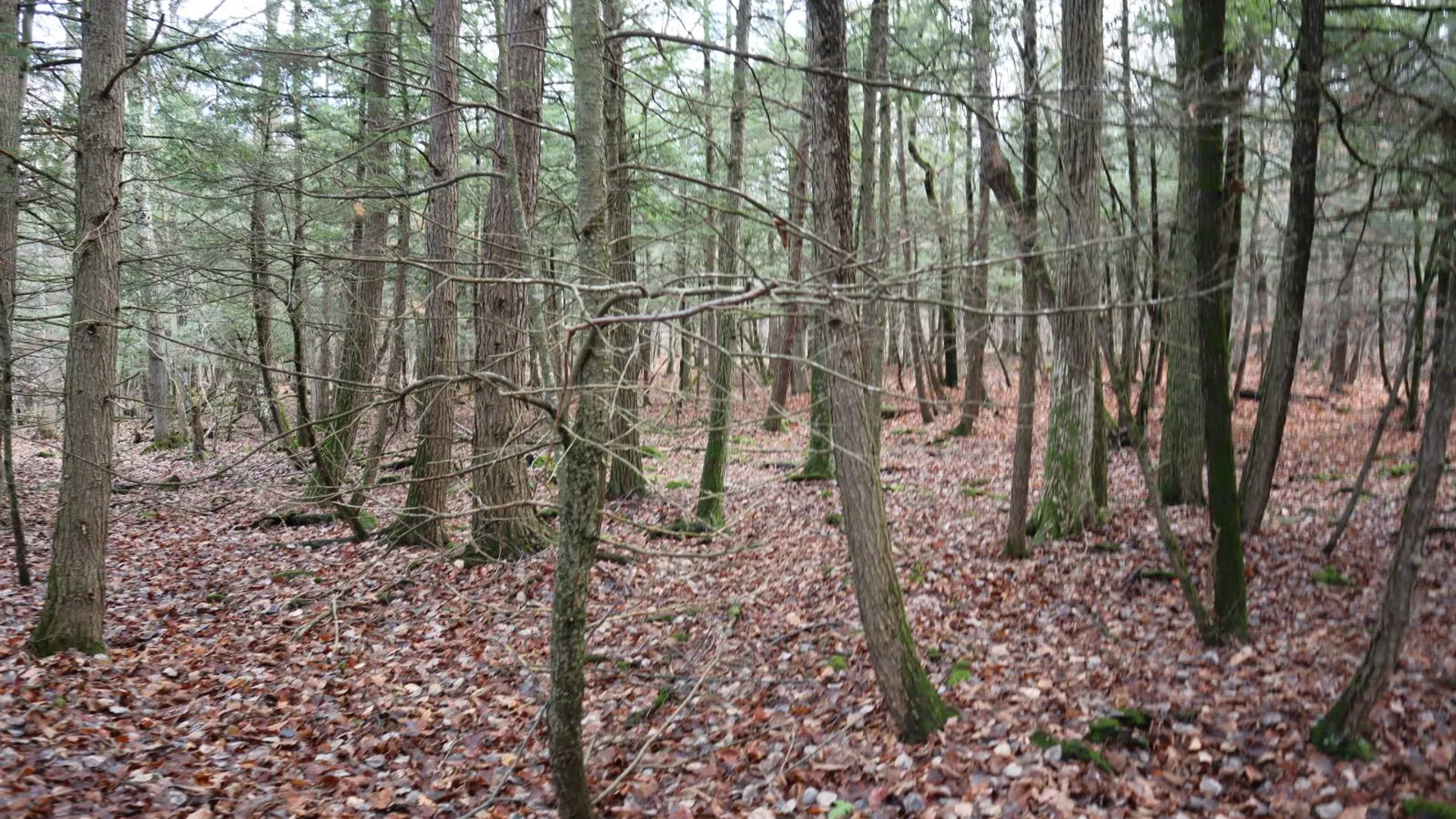 Property at 1488 Sthwy 162, Sprakers, NY 12166 15