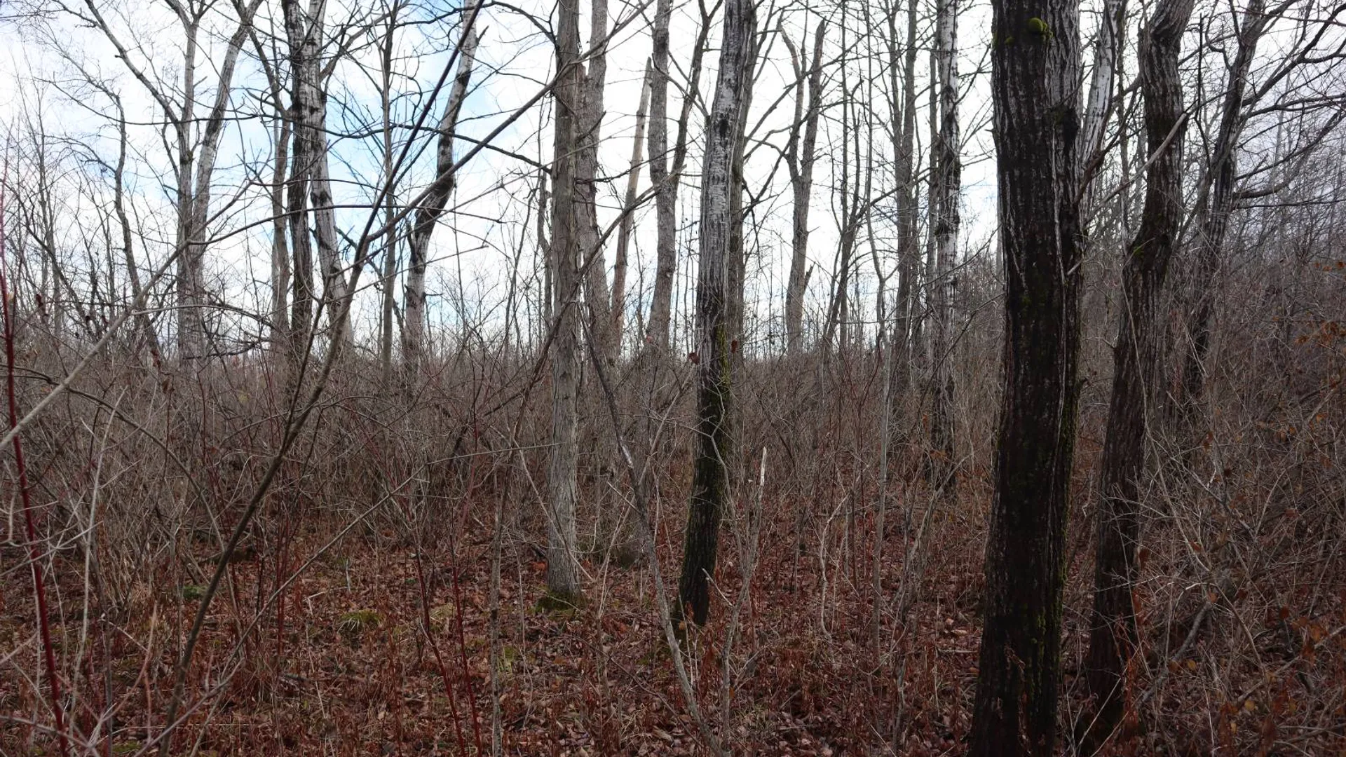 Property at 1488 Sthwy 162, Sprakers, NY 12166 18