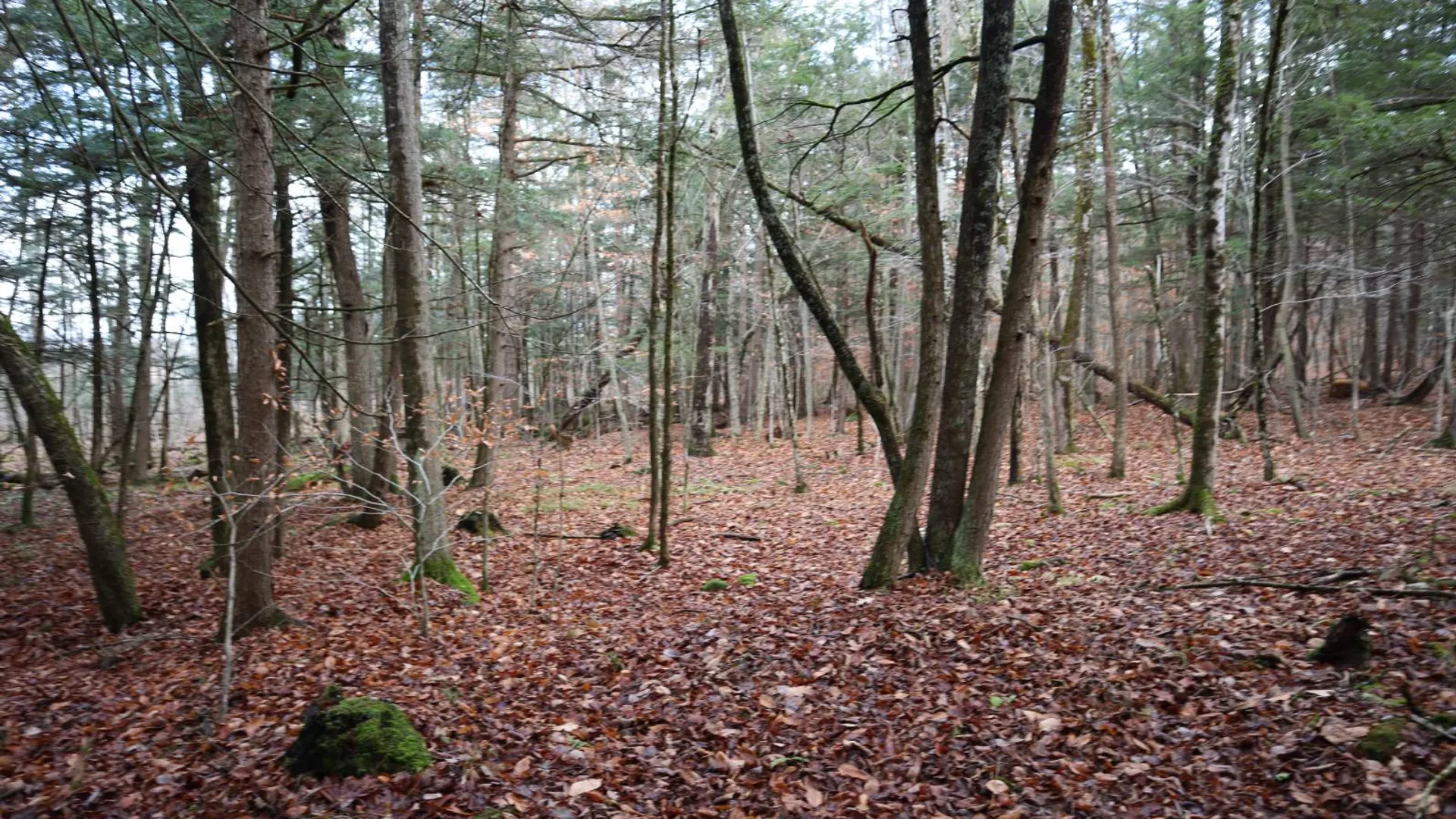 Property at 1488 Sthwy 162, Sprakers, NY 12166 22