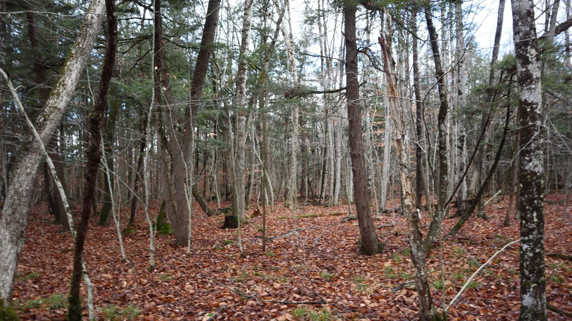 Property at 1488 Sthwy 162, Sprakers, NY 12166 23