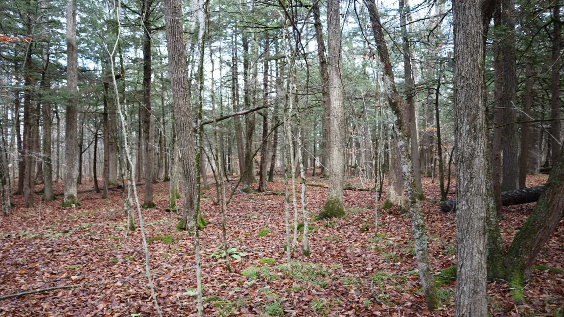 Property at 1488 Sthwy 162, Sprakers, NY 12166 24