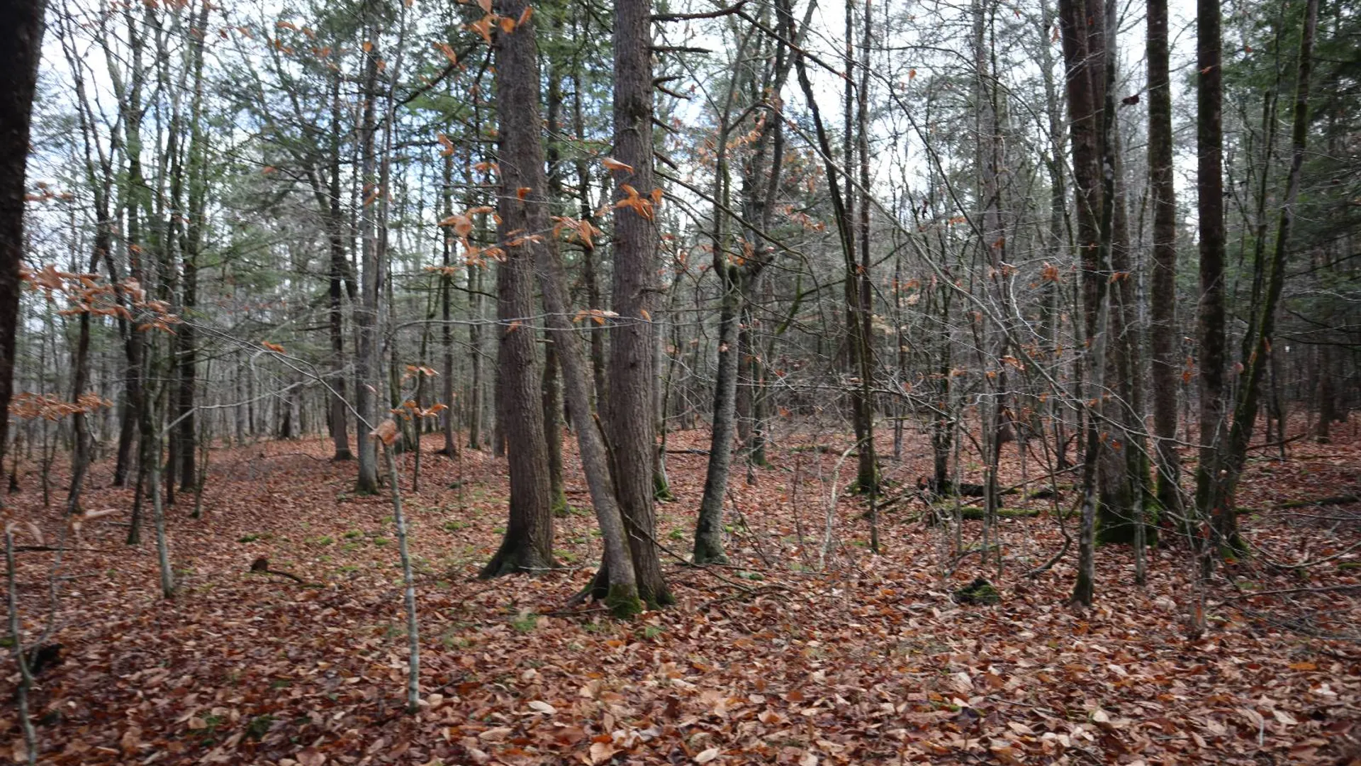 Property at 1488 Sthwy 162, Sprakers, NY 12166 25
