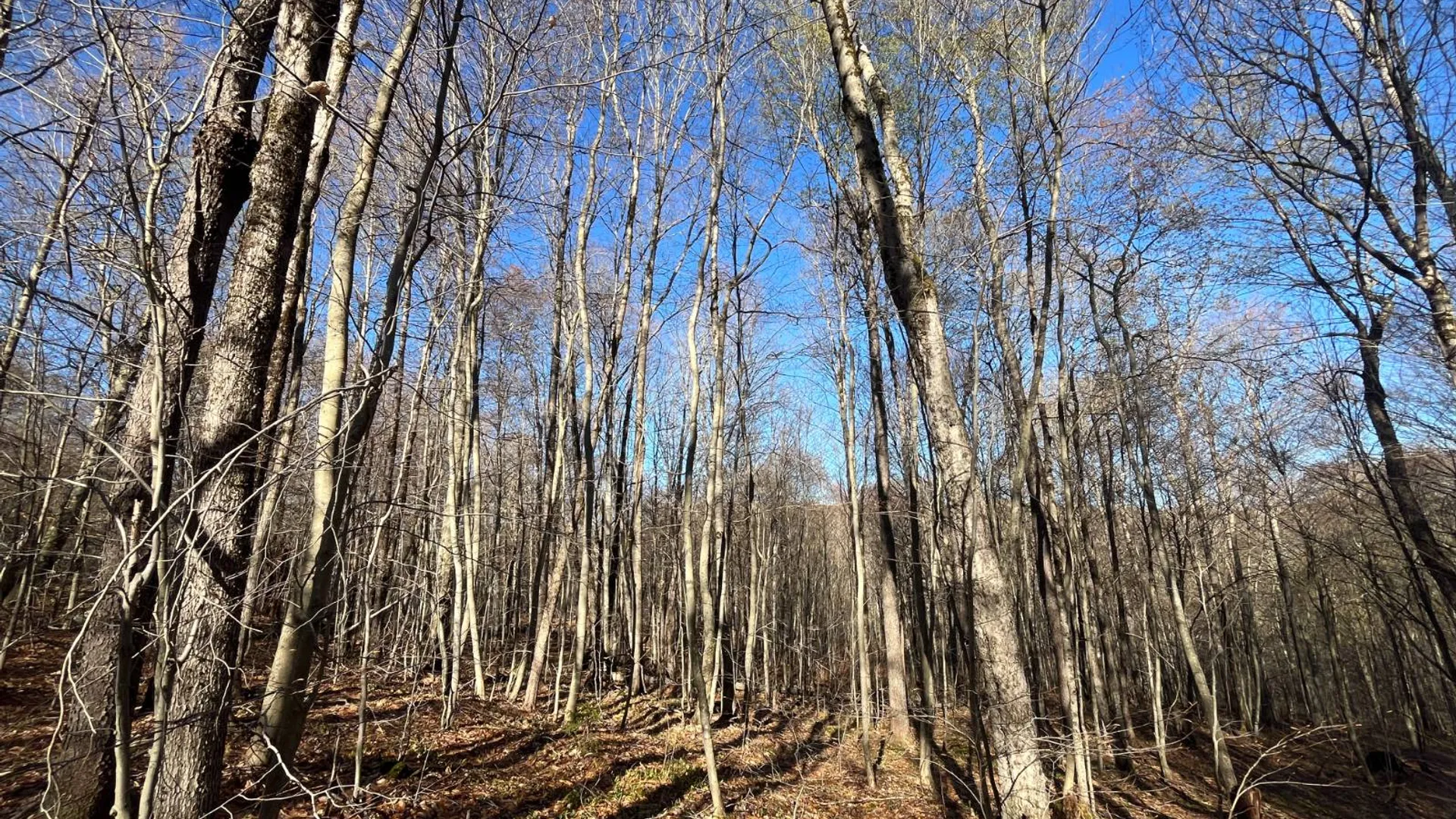Property at 00 Coffin Mills Rd, Oswegatchie, NY 13670 12