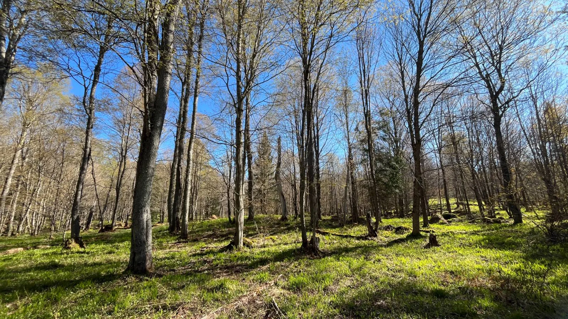 Property at 00 Coffin Mills Rd, Oswegatchie, NY 13670 4