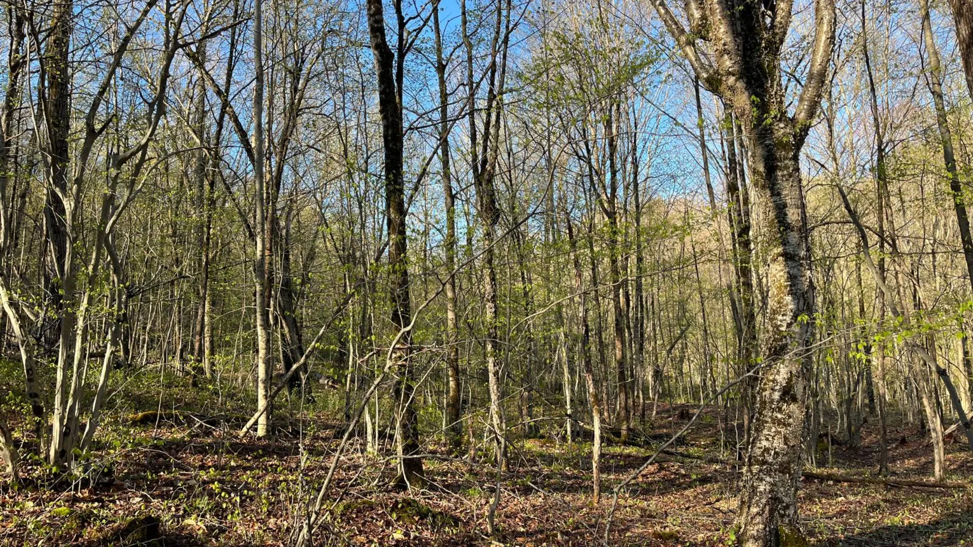 Property at 00 Lafaver Rd, Hermon, NY 13652 10