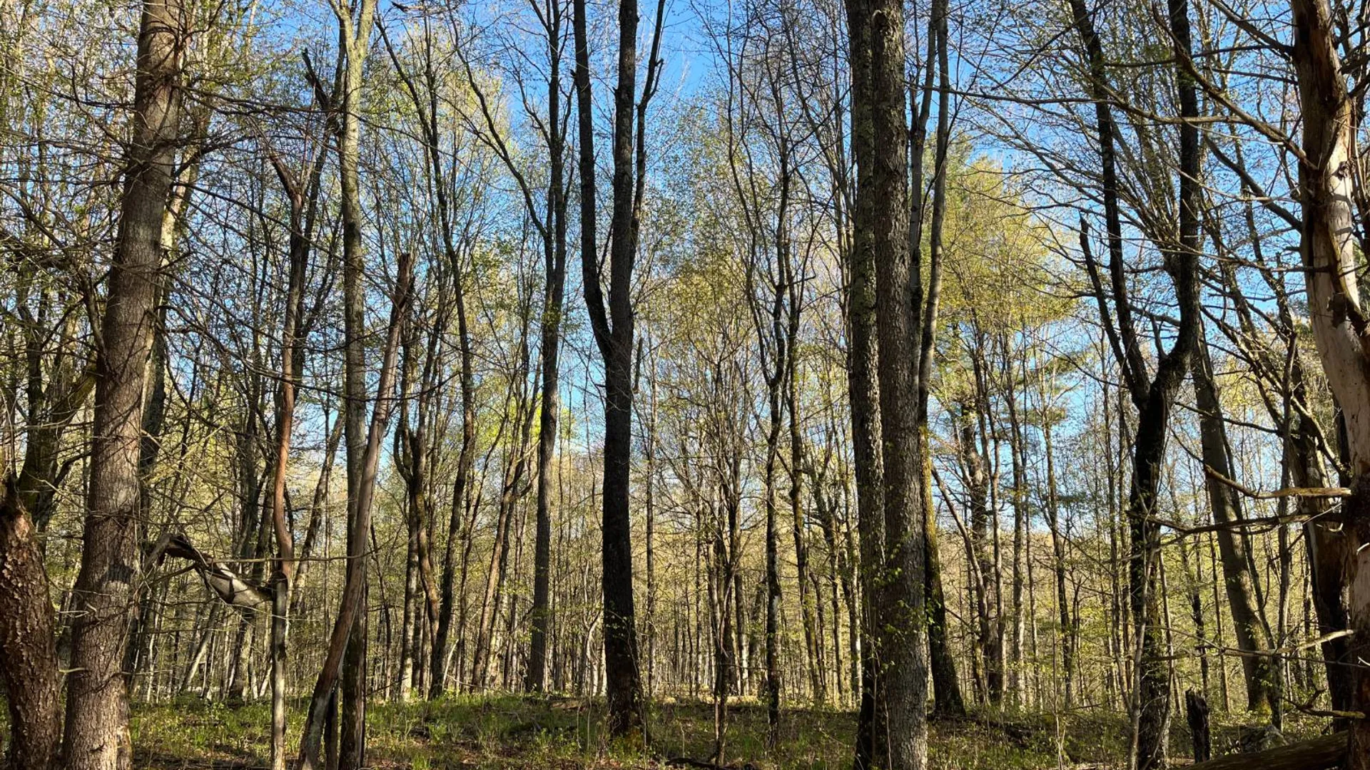 Property at 00 Lafaver Rd, Hermon, NY 13652 10