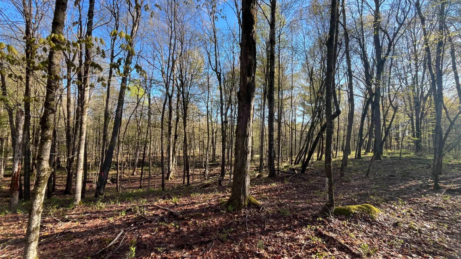 Property at 00 Lafaver Rd, Hermon, NY 13652 11