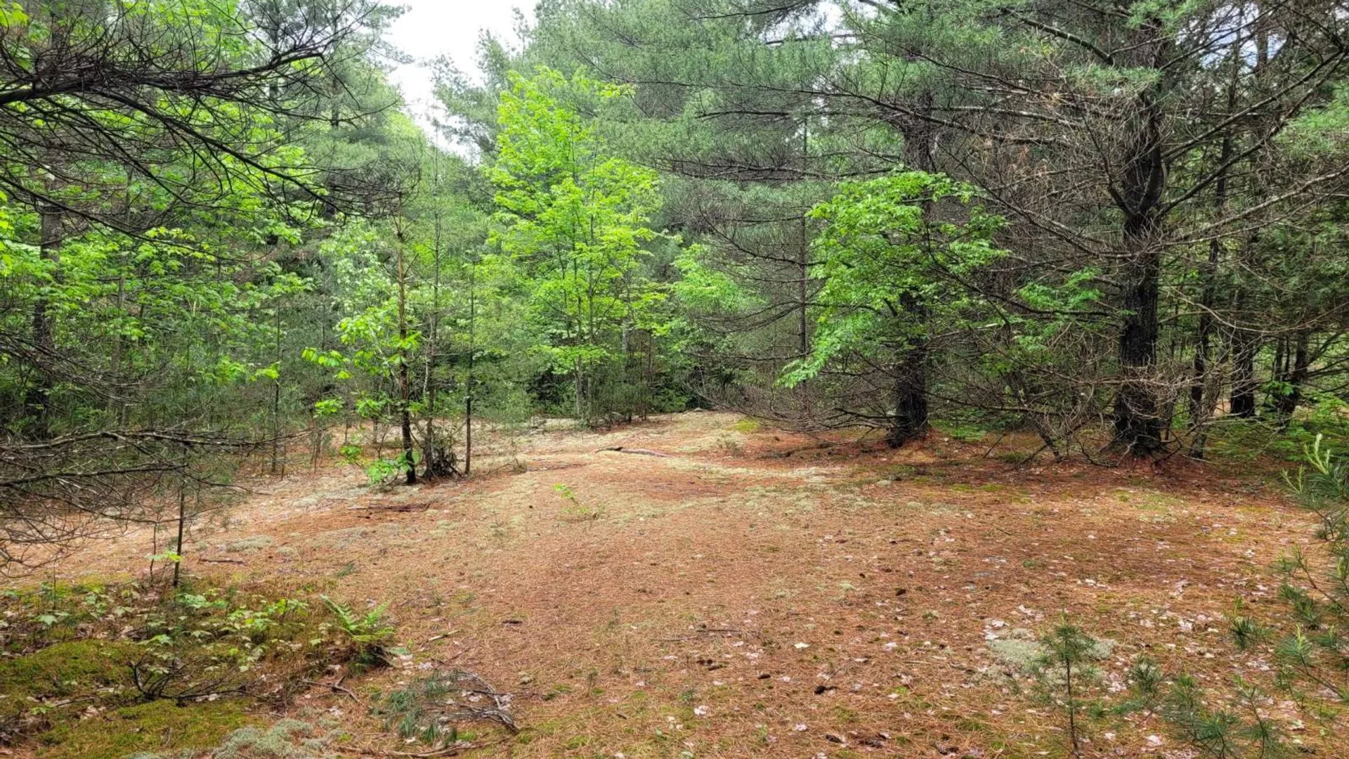 Property at 00 Arnoldville Rd, Diana, NY 13648 4