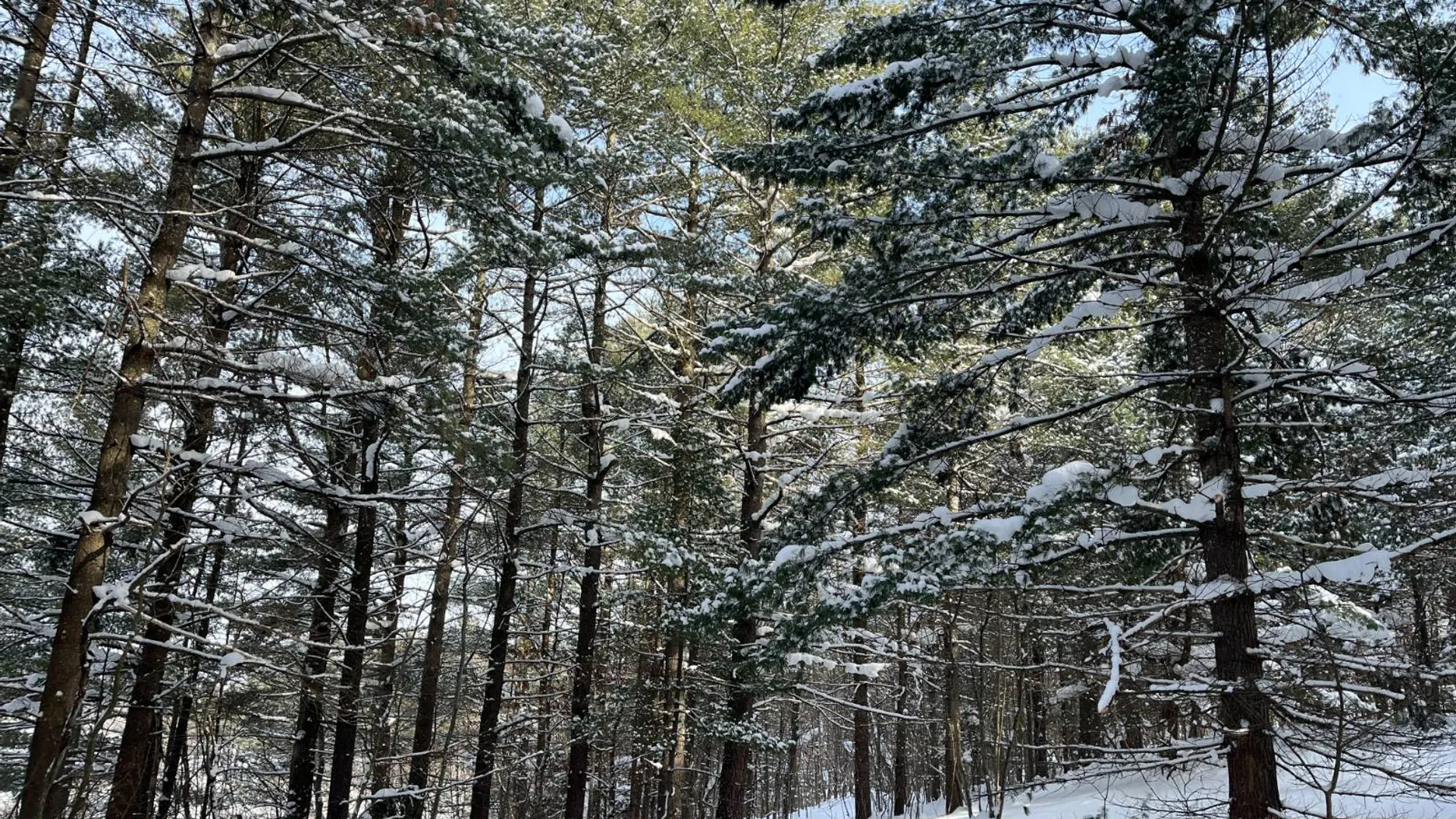 Property at 00 Arnoldville Rd, Diana, NY 13648 10