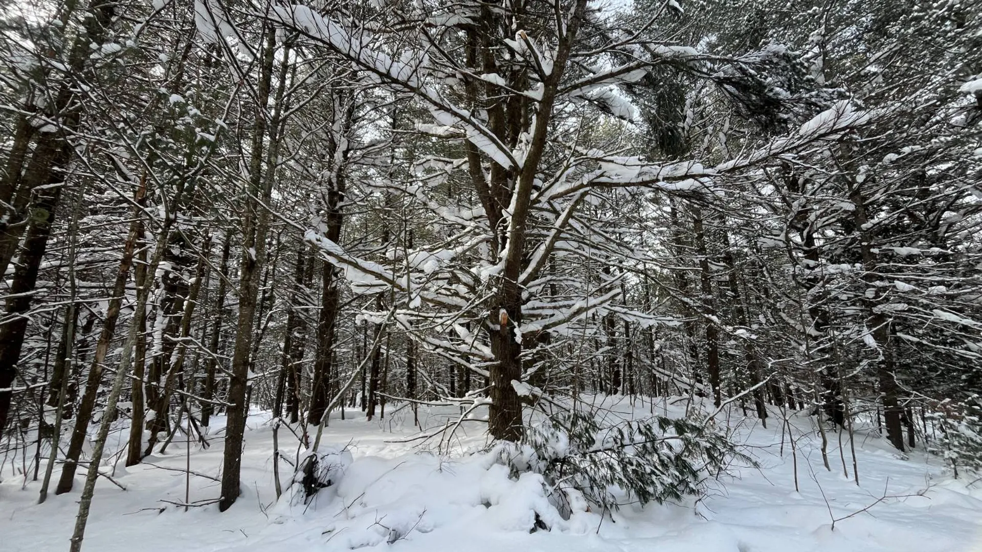 Property at 00 Arnoldville Rd, Diana, NY 13648 24