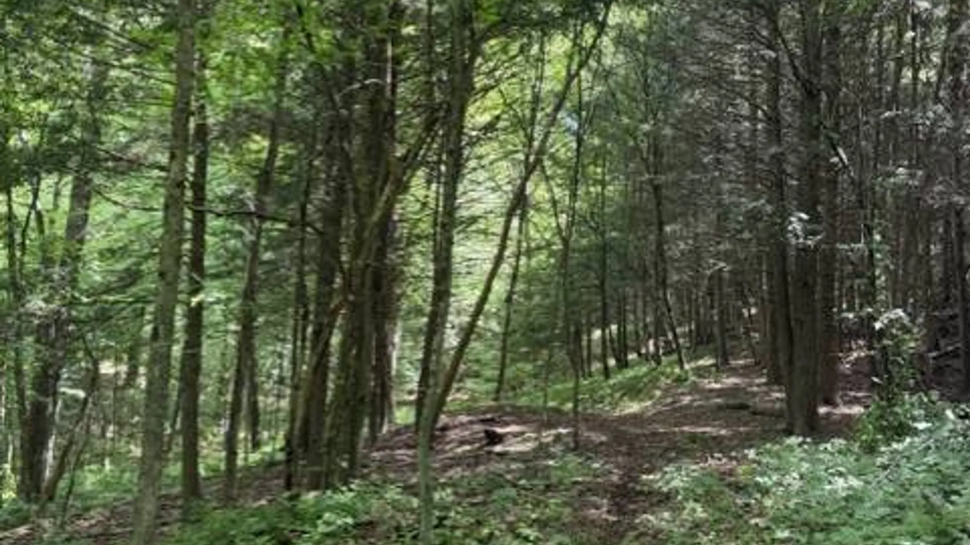 Property at SH 3 State Highway 3, Pitcairn, NY 13642 14