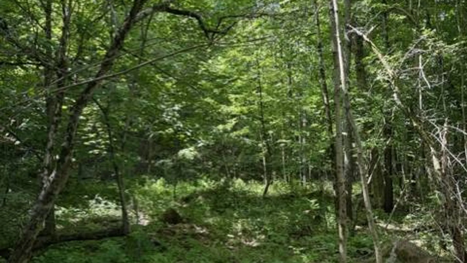 Property at SH 3 State Highway 3, Pitcairn, NY 13642 15