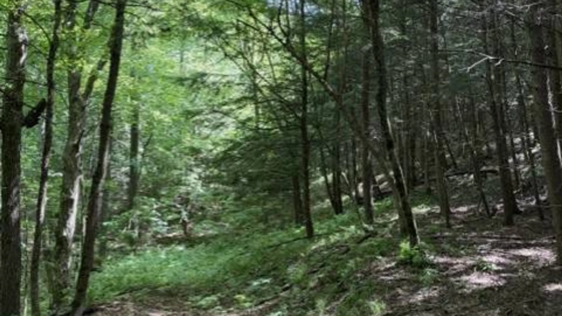 Property at SH 3 State Highway 3, Pitcairn, NY 13642 16