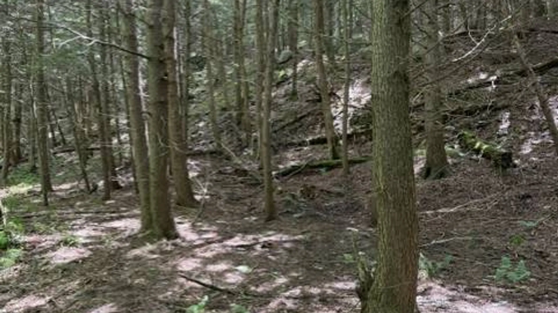 Property at SH 3 State Highway 3, Pitcairn, NY 13642 17