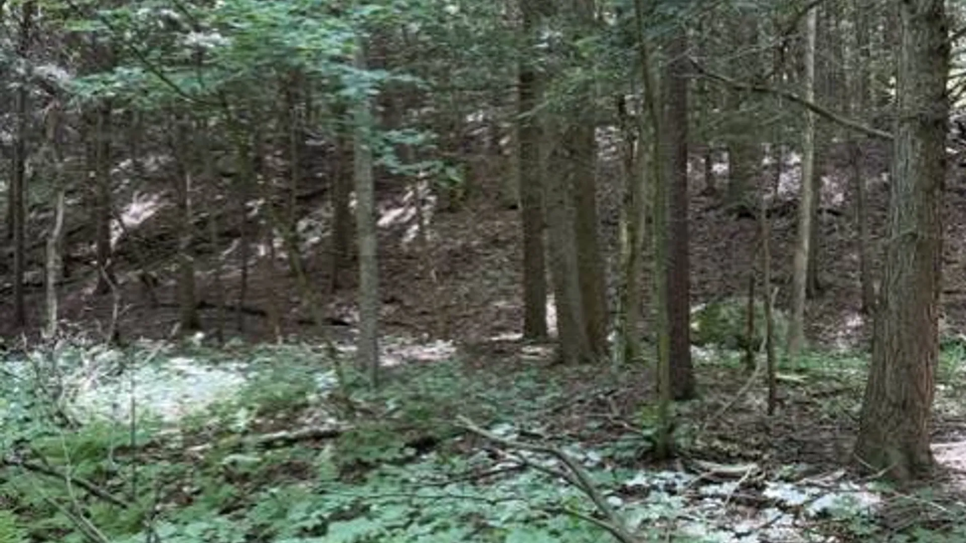 Property at SH 3 State Highway 3, Pitcairn, NY 13642 18