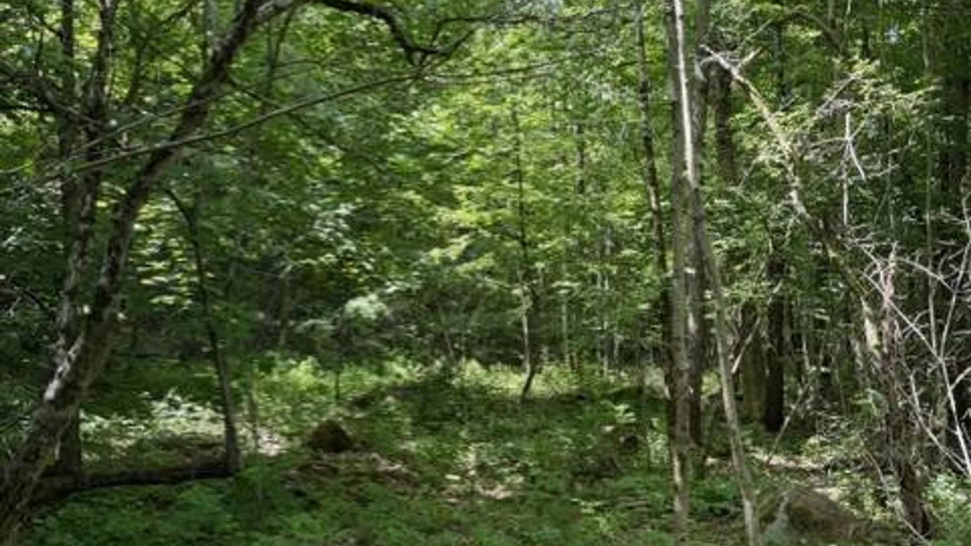 Property at SH 3 State Highway 3, Pitcairn, NY 13642 19