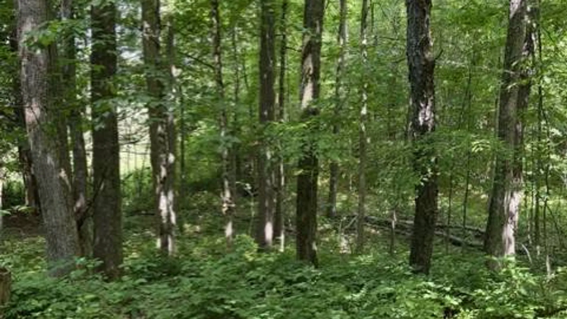Property at SH 3 State Highway 3, Pitcairn, NY 13642 20