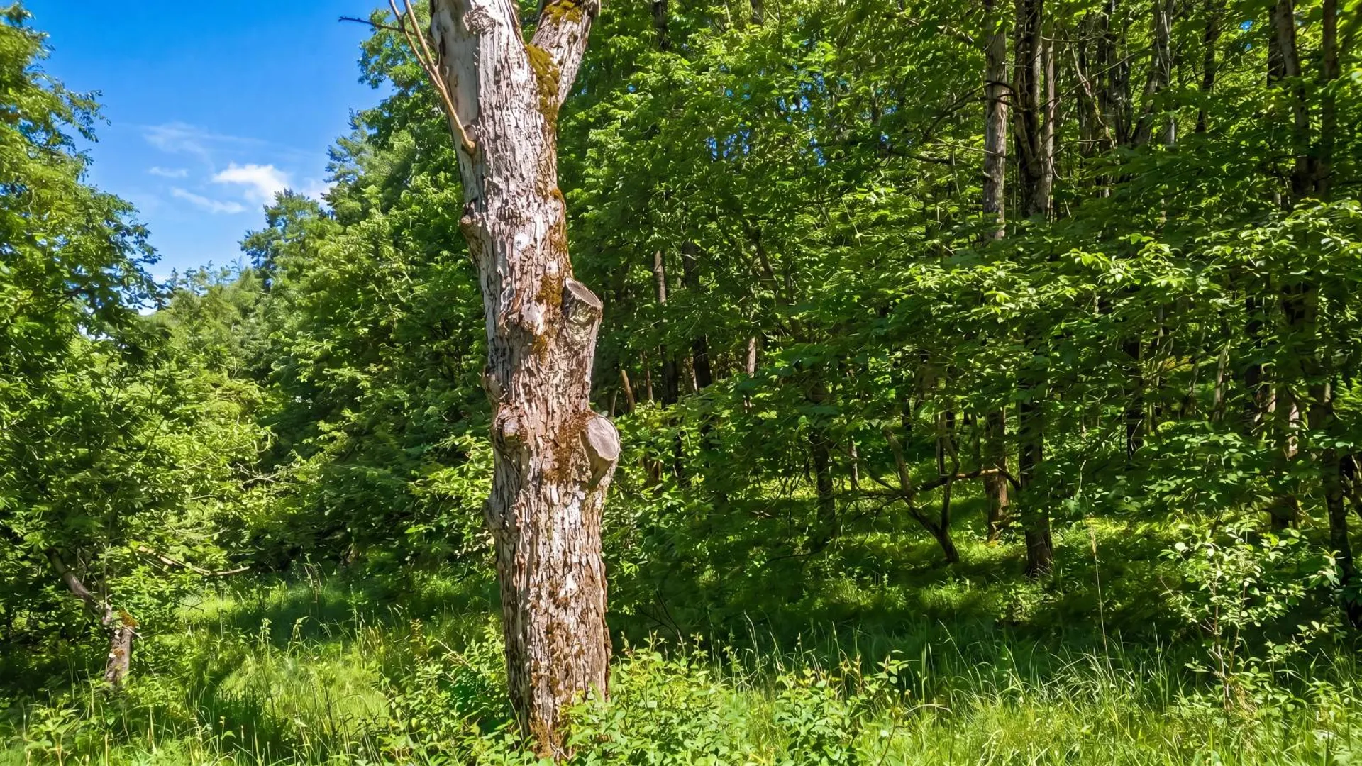 Property at L29 County Highway 45, Hartwick, NY 13807 12
