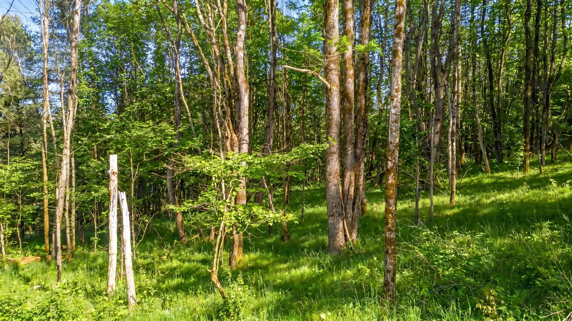 Property at L29 County Highway 45, Hartwick, NY 13807 13