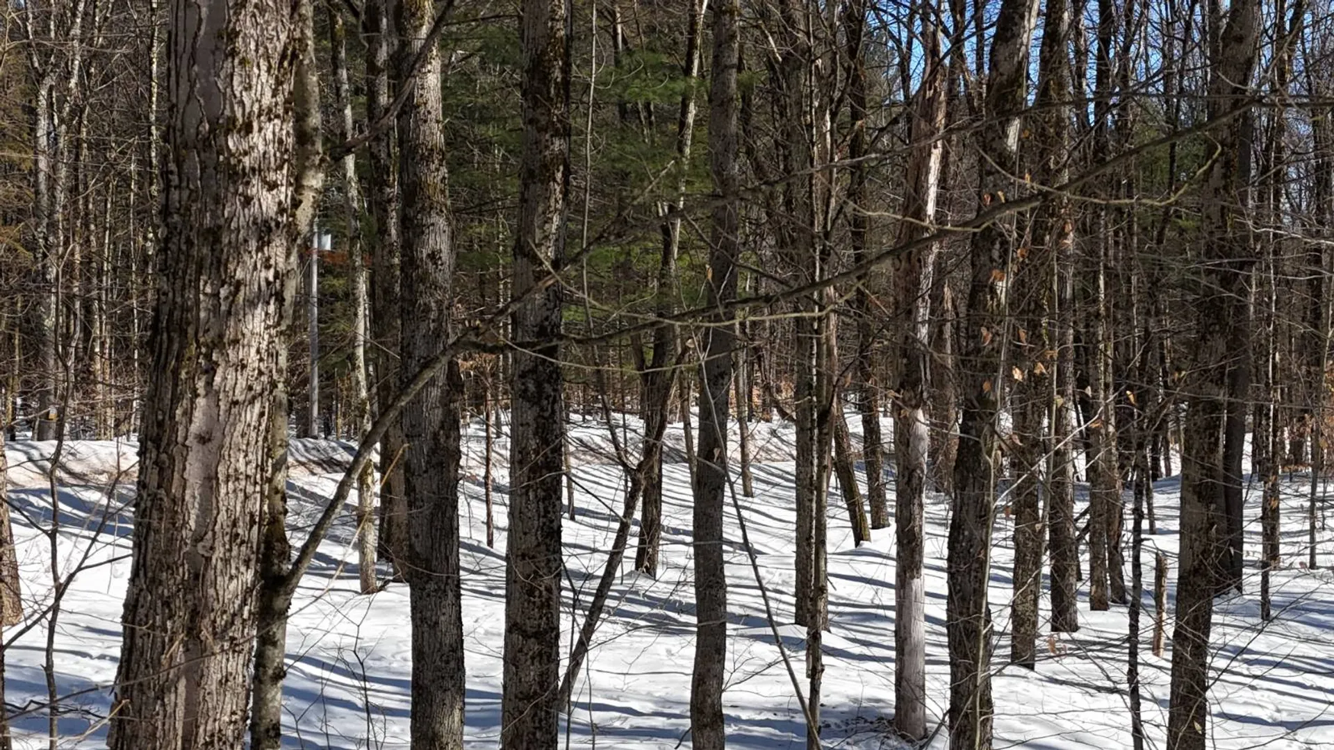 Property at 00 Florence Hill Rd, Florence, NY 13316 7