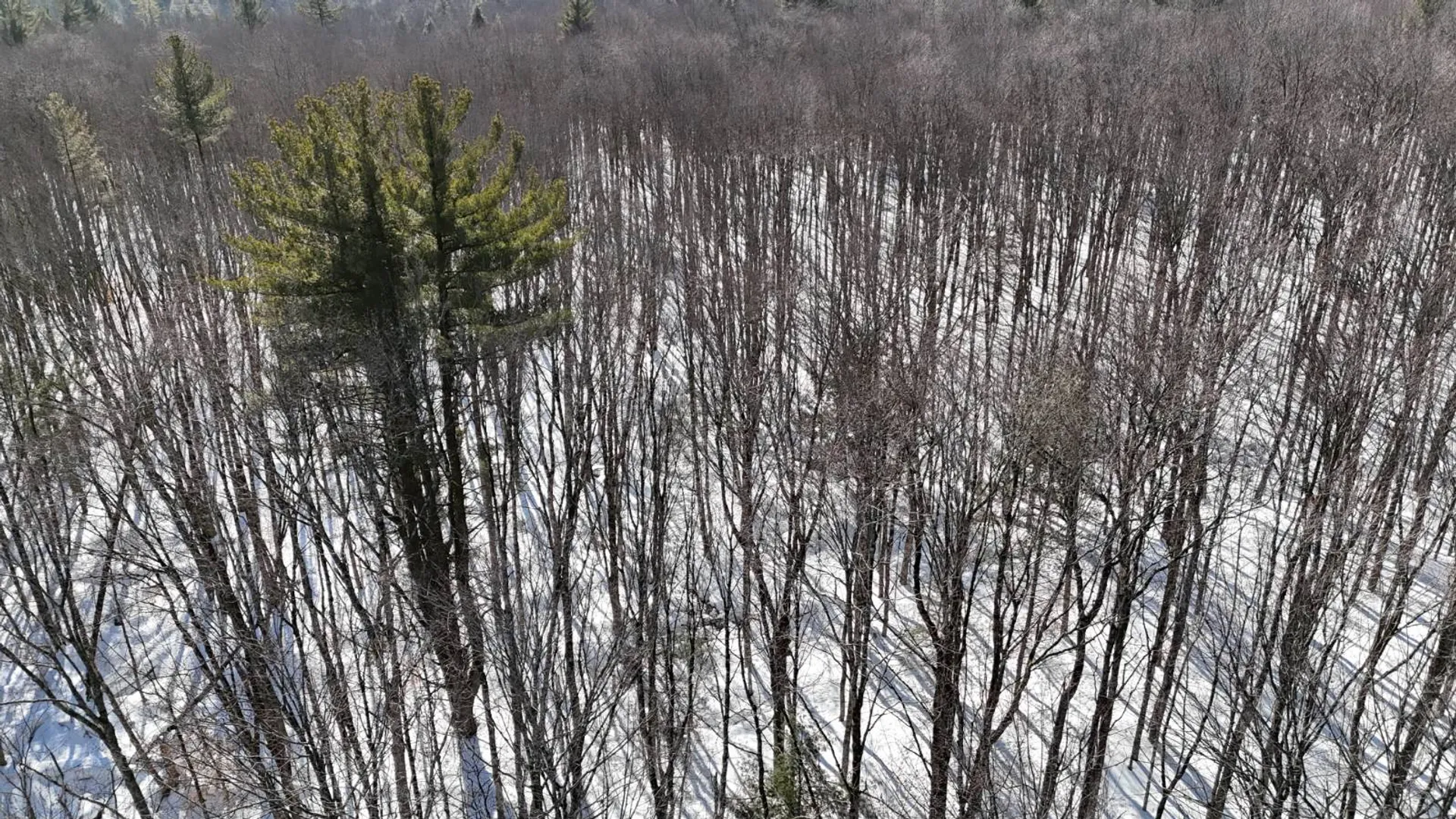 Property at 00 Florence Hill Rd, Florence, NY 13316 15
