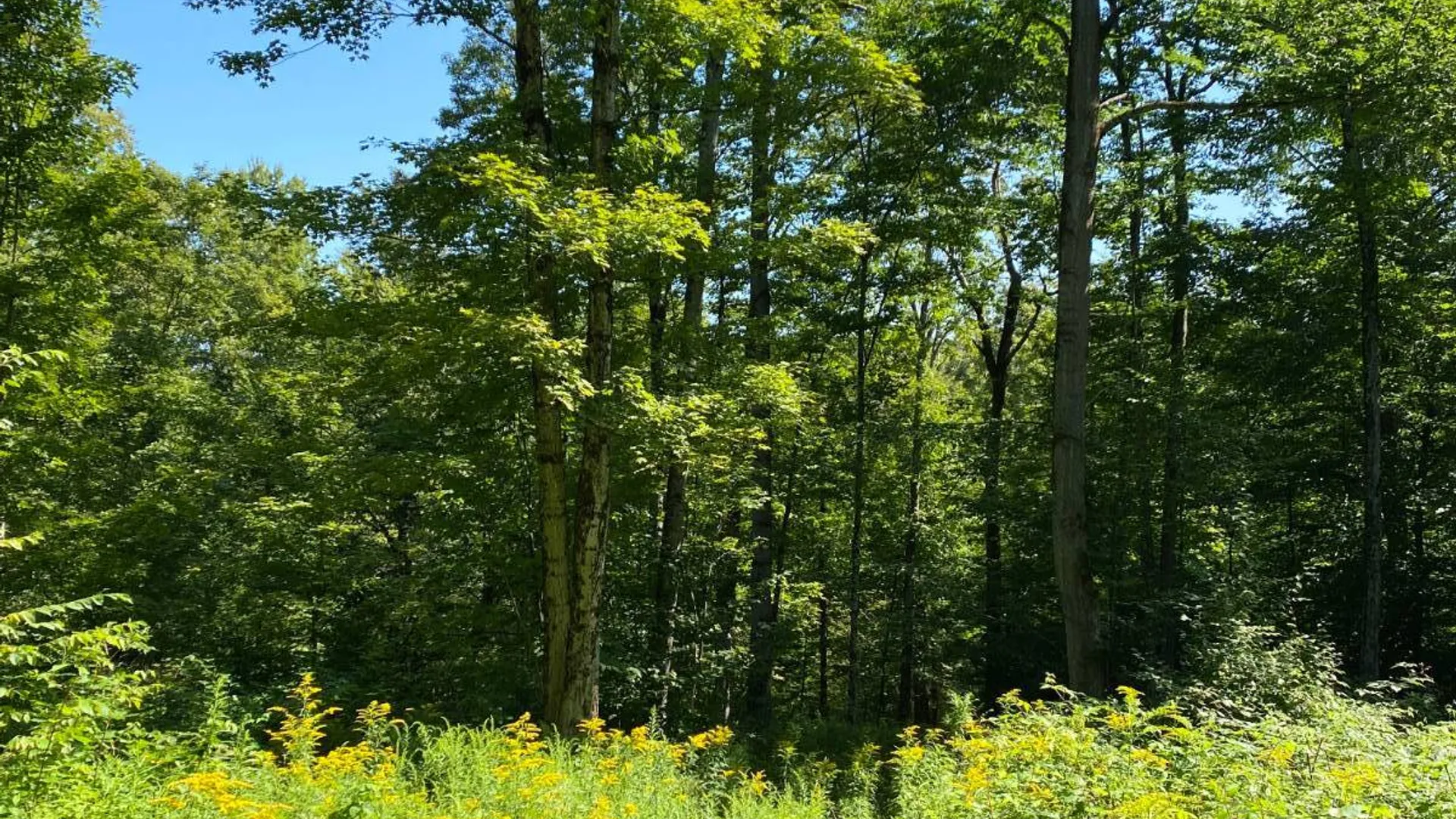 Property at 00 County Hwy 14, East Meredith, NY 13757 5