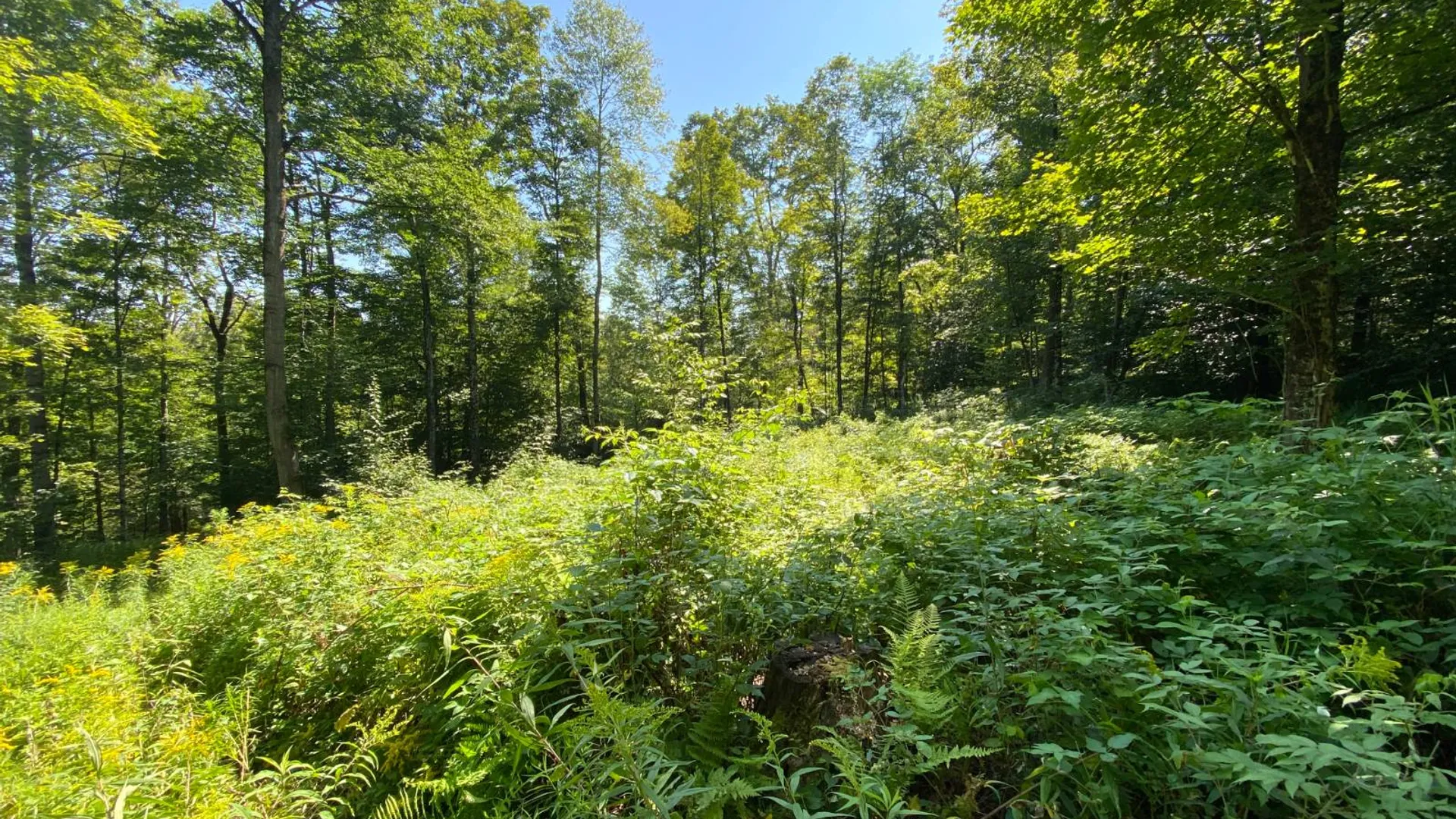 Property at 00 County Hwy 14, East Meredith, NY 13757 8