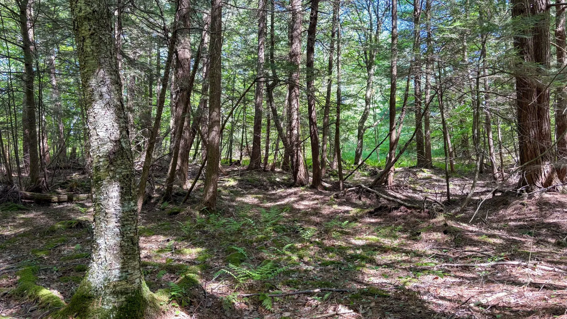 Property at 154 Walker Rd, Nineveh, NY 13813 19