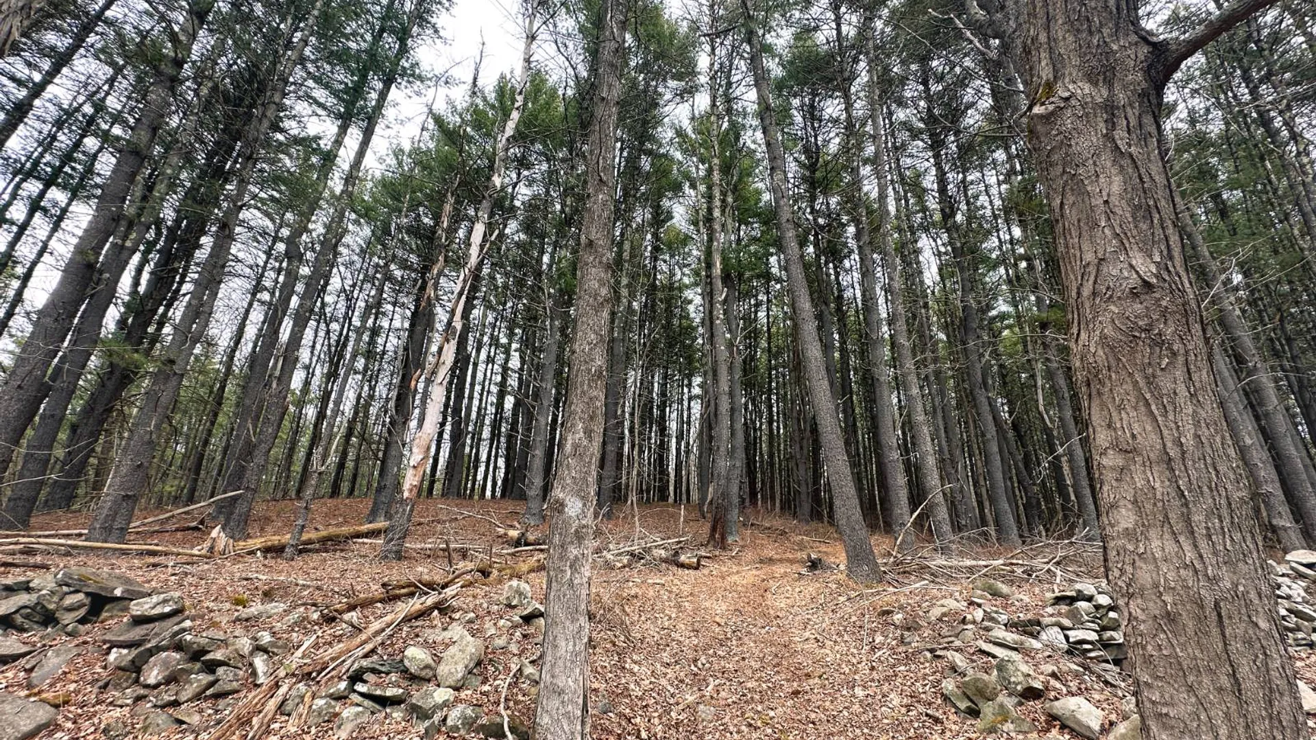 Property at 00WP#2 Drake Hill Rd, Freehold, NY 12431 11