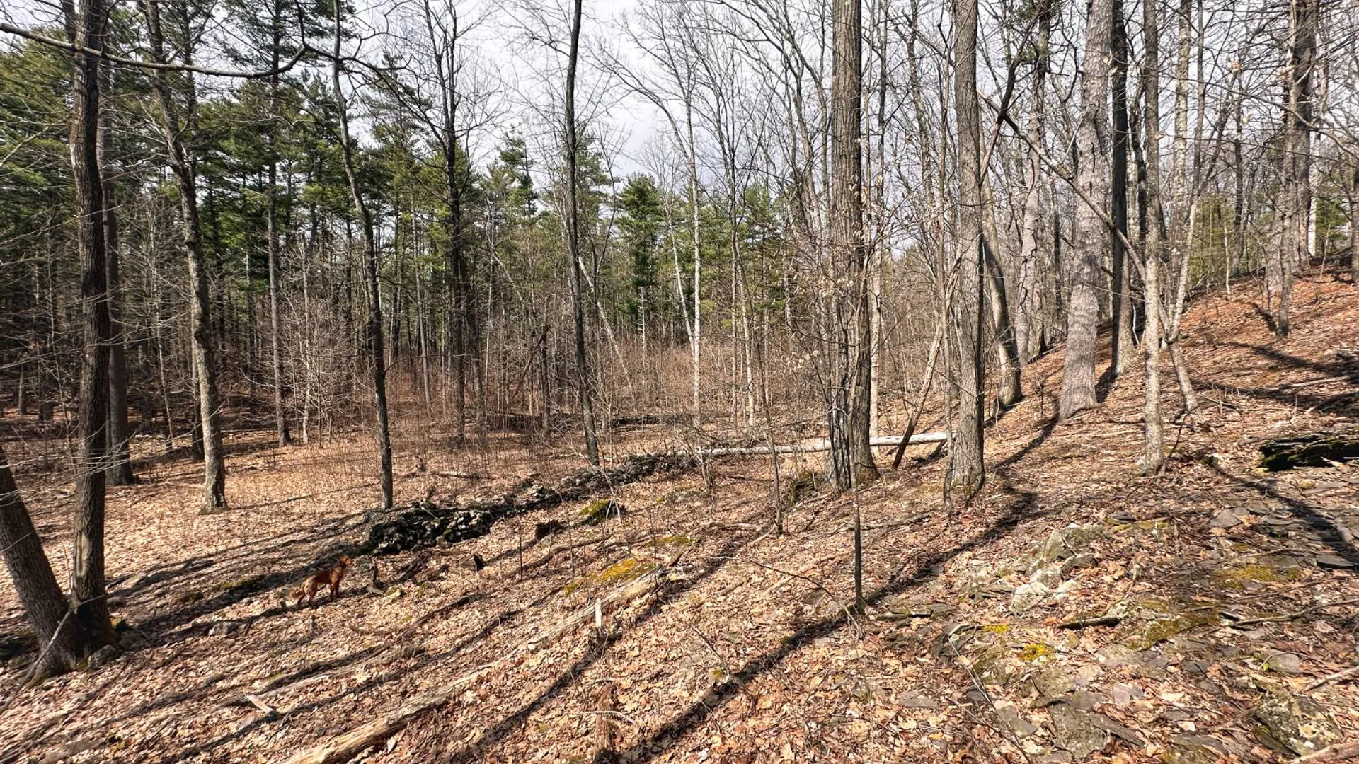 Property at 00WP#2 Drake Hill Rd, Freehold, NY 12431 12