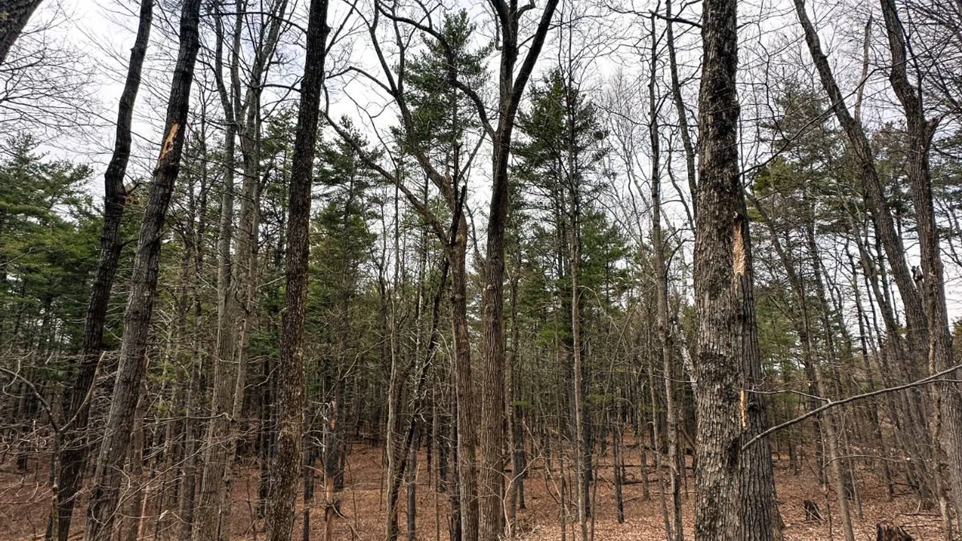 Property at 00WP#2 Drake Hill Rd, Freehold, NY 12431 21