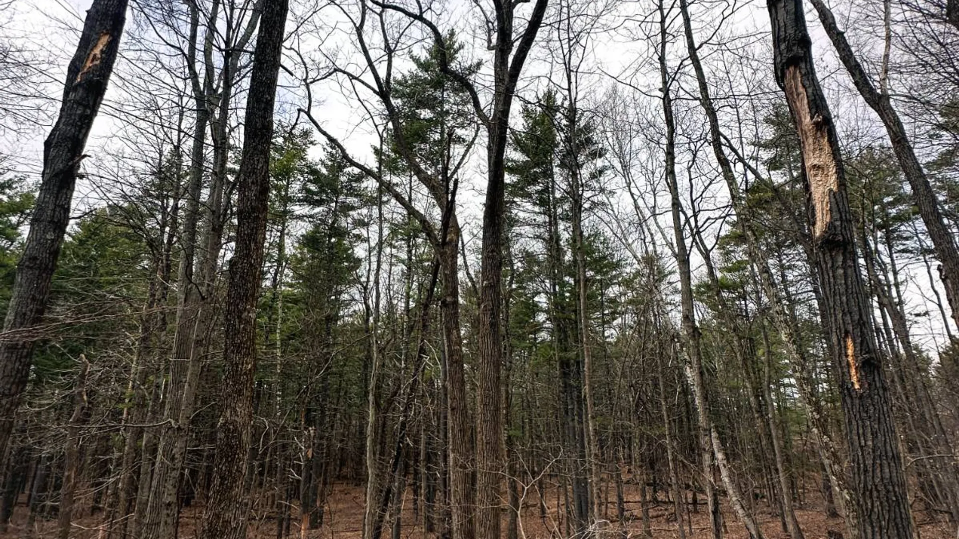 Property at 00WP#2 Drake Hill Rd, Freehold, NY 12431 22