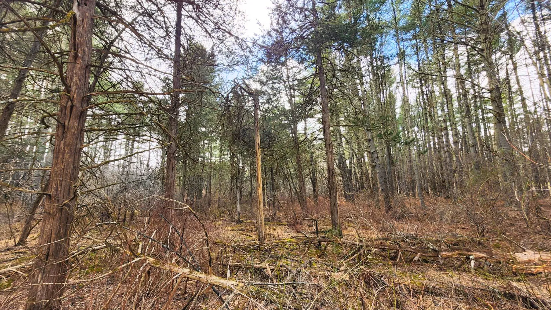 Property at 00WP3 Drake Hill Rd Lot #3, Freehold, NY 12431 7