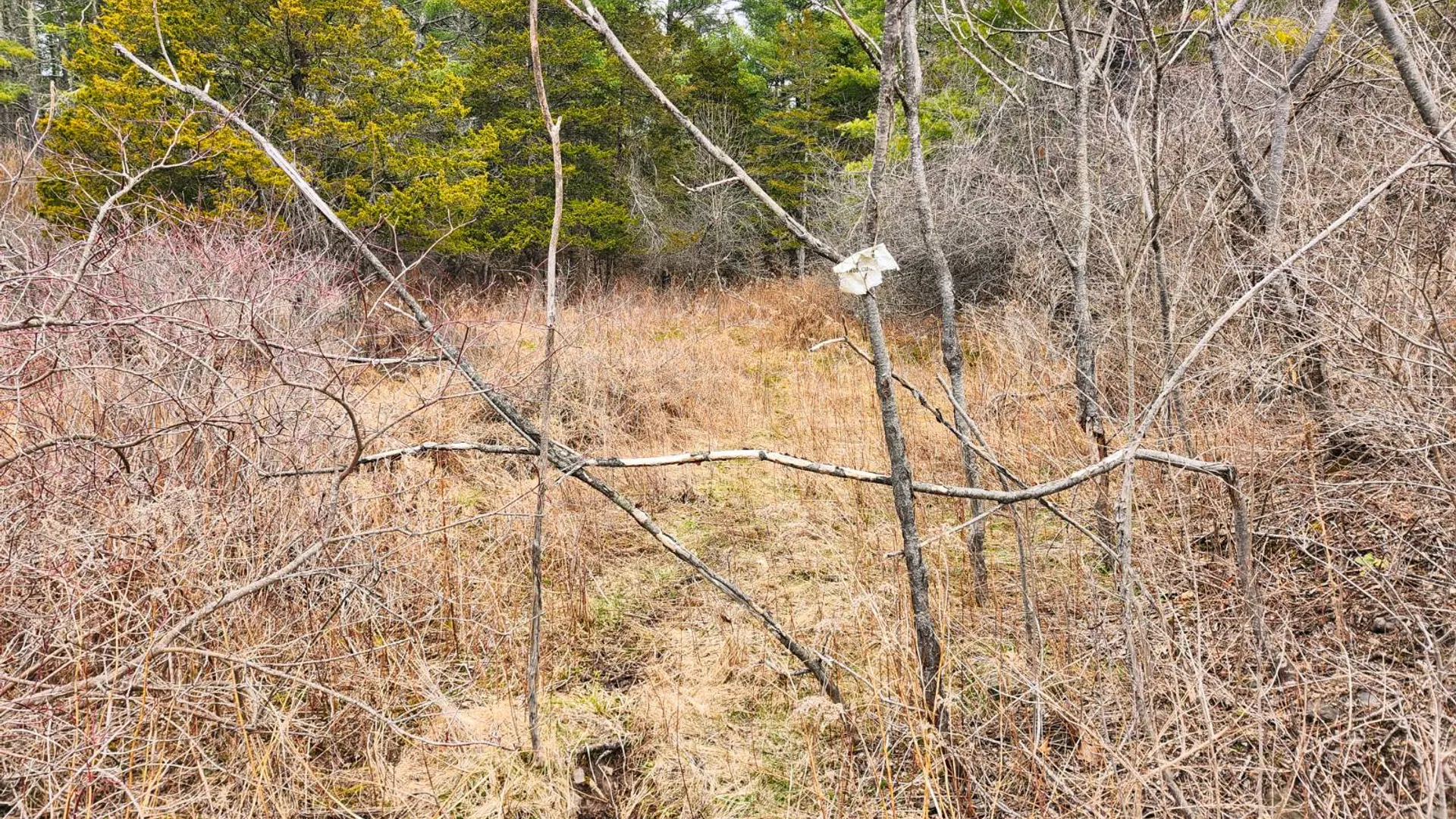 Property at 00WP3 Drake Hill Rd Lot #3, Freehold, NY 12431 9