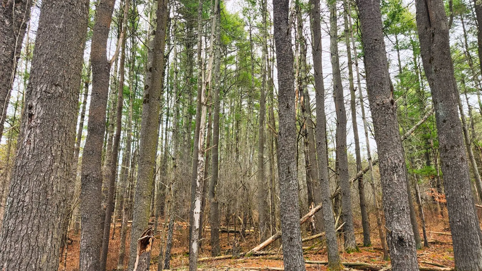 Property at 00WP3 Drake Hill Rd Lot #3, Freehold, NY 12431 12