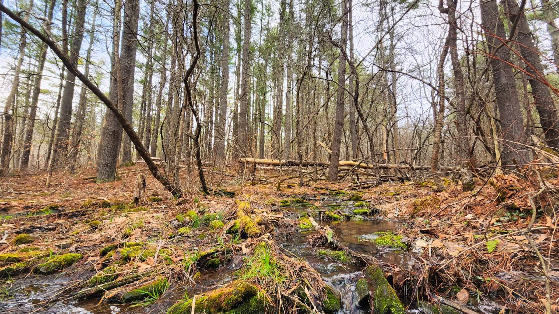 Property at 00WP3 Drake Hill Rd Lot #3, Freehold, NY 12431 13
