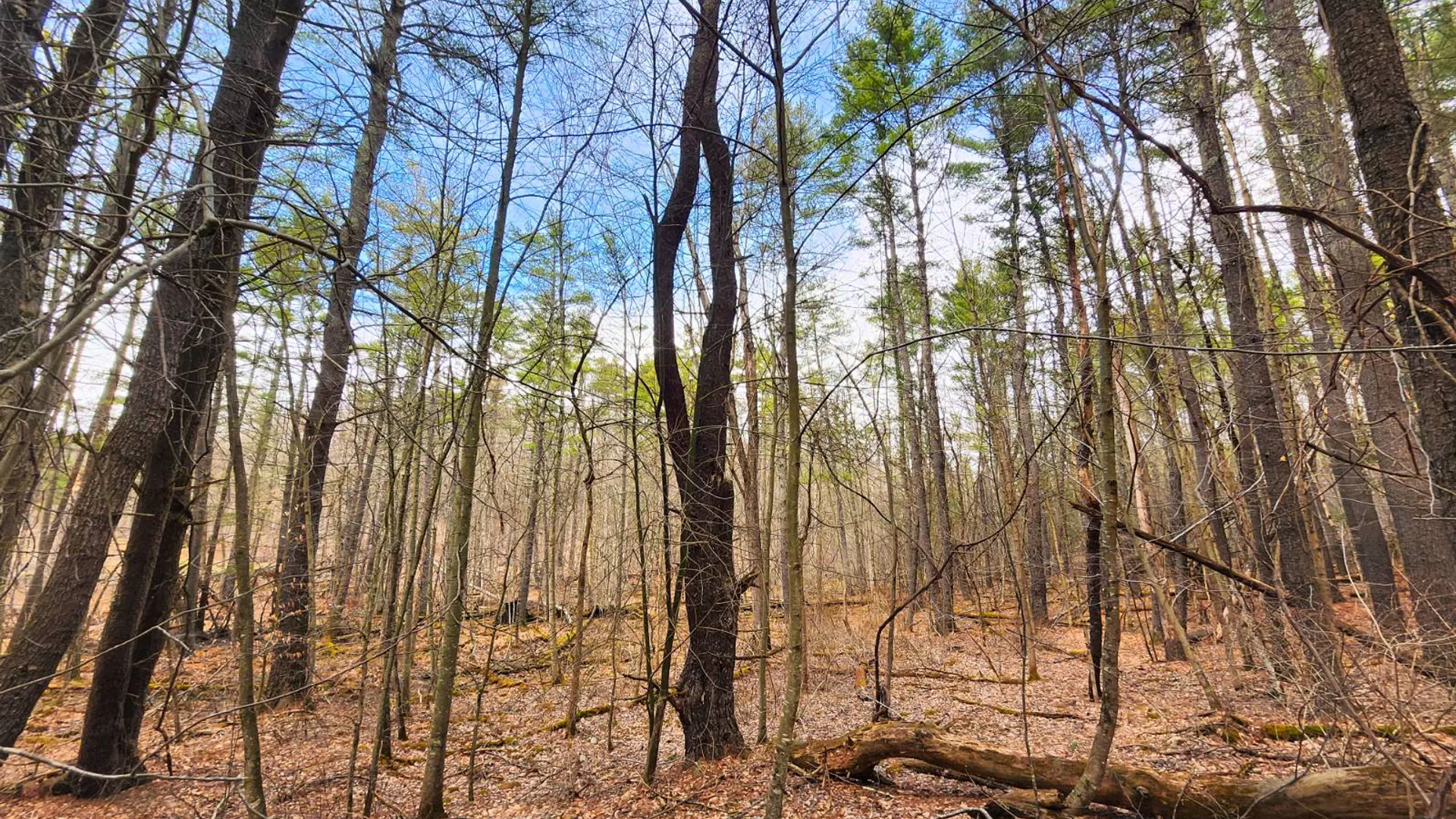 Property at 00WP3 Drake Hill Rd Lot #3, Freehold, NY 12431 15