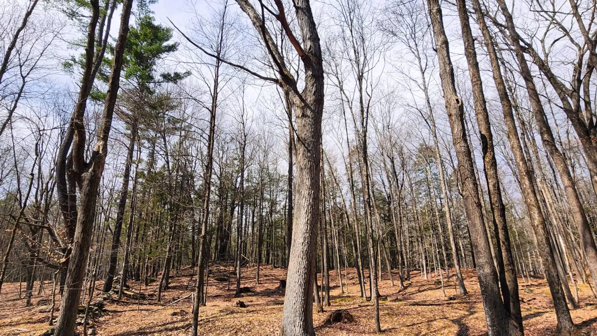 Property at 00WP3 Drake Hill Rd Lot #3, Freehold, NY 12431 18